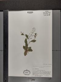 Samolus parviflorus image