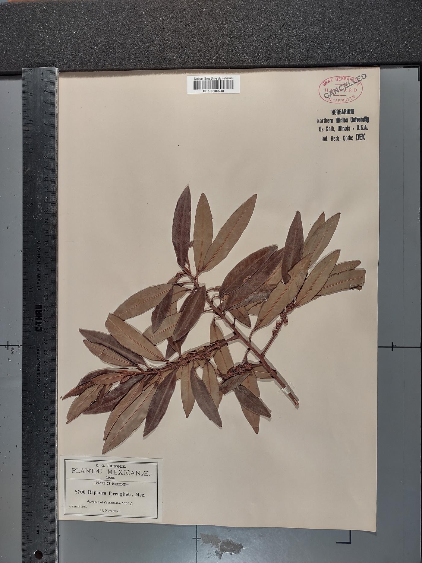 Myrsine coriacea subsp. coriacea image