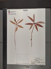 Trientalis borealis image