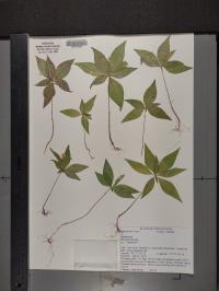 Trientalis borealis image