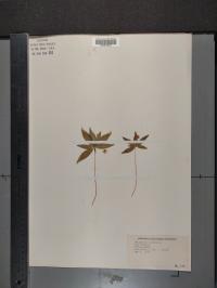 Trientalis borealis image