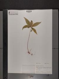 Trientalis borealis image