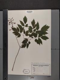 Actaea pachypoda image
