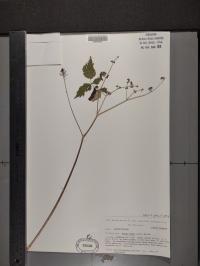 Actaea rubra image