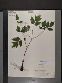 Actaea pachypoda image