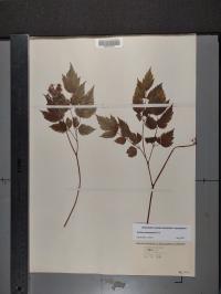Actaea pachypoda image