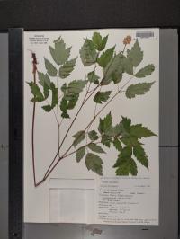 Actaea pachypoda image