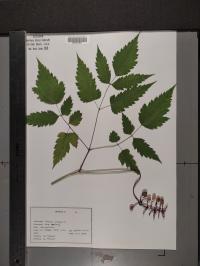 Actaea pachypoda image