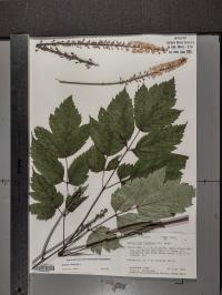 Actaea racemosa image