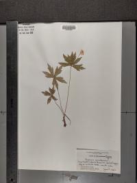 Anemone canadensis image