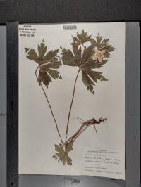 Anemone canadensis image