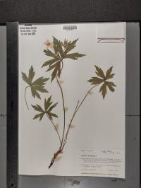 Anemone canadensis image