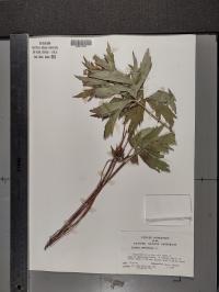 Anemone canadensis image