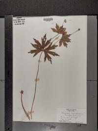 Anemone canadensis image