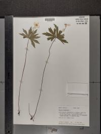 Anemone canadensis image