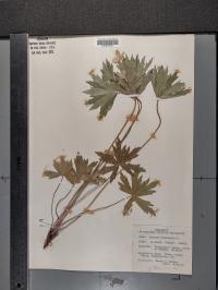 Anemone canadensis image