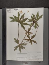 Anemone canadensis image