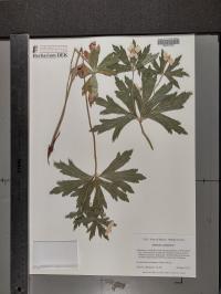 Anemone canadensis image