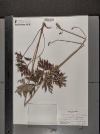 Anemone cylindrica image