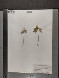 Anemone quinquefolia image