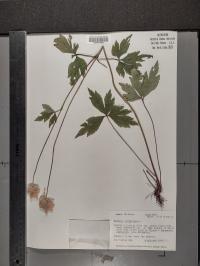 Anemone virginiana image