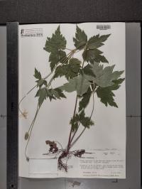 Anemone virginiana image