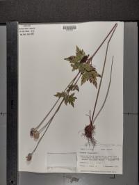 Anemone virginiana image