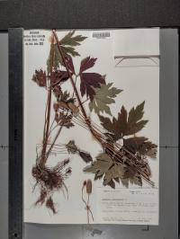Anemone virginiana image