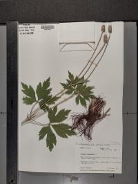 Anemone virginiana image