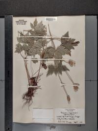 Anemone virginiana image