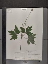 Anemone virginiana image