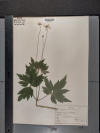 Anemone virginiana image