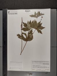 Anemone canadensis image