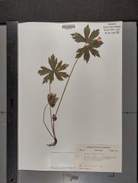 Anemone canadensis image