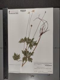 Anemone virginiana image