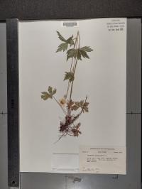 Anemone virginiana image