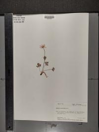 Anemone caroliniana image