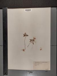 Anemone quinquefolia image
