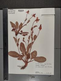Anemopsis californica image