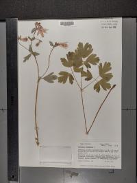 Aquilegia canadensis image