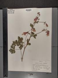 Aquilegia canadensis image