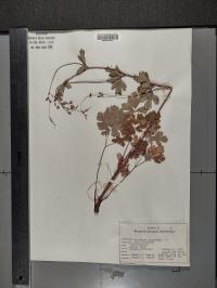 Aquilegia canadensis image