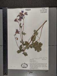 Aquilegia canadensis image