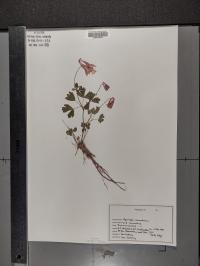 Aquilegia canadensis image
