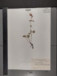 Aquilegia canadensis image