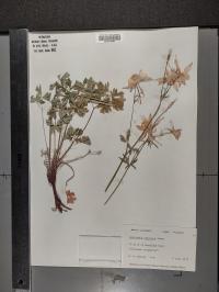 Aquilegia coerulea var. coerulea image