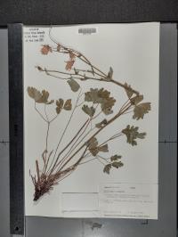 Aquilegia formosa image