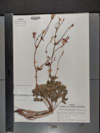 Aquilegia formosa image