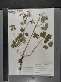 Aquilegia canadensis image