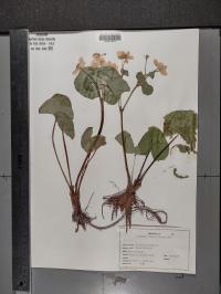 Caltha palustris image